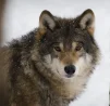 Wolf18